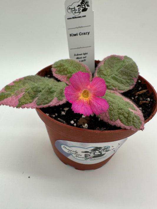 Kiwi Crazy - Live Episcia 4" (Elite)