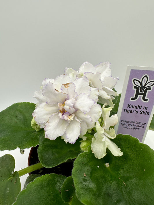 Knight In Tiger's Skin / White Hybrid - Live African Violet 4"