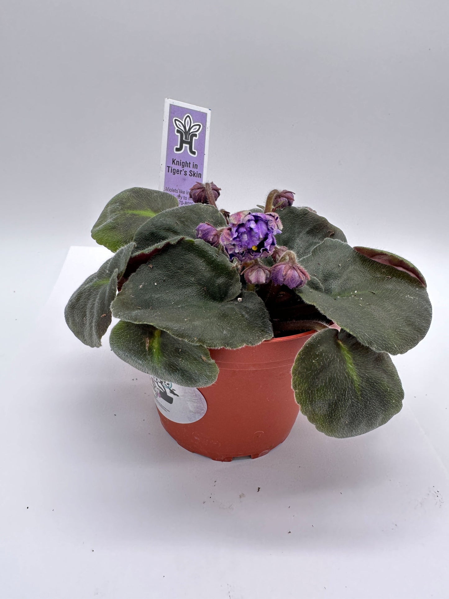 Knight In Tiger's Skin - Live African Violet 4"