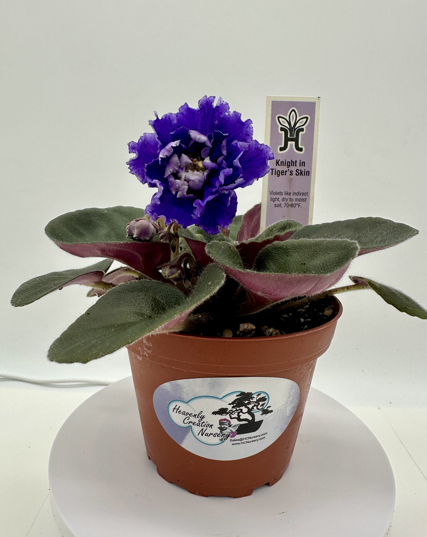 Knight In Tiger's Skin - Live African Violet 4"