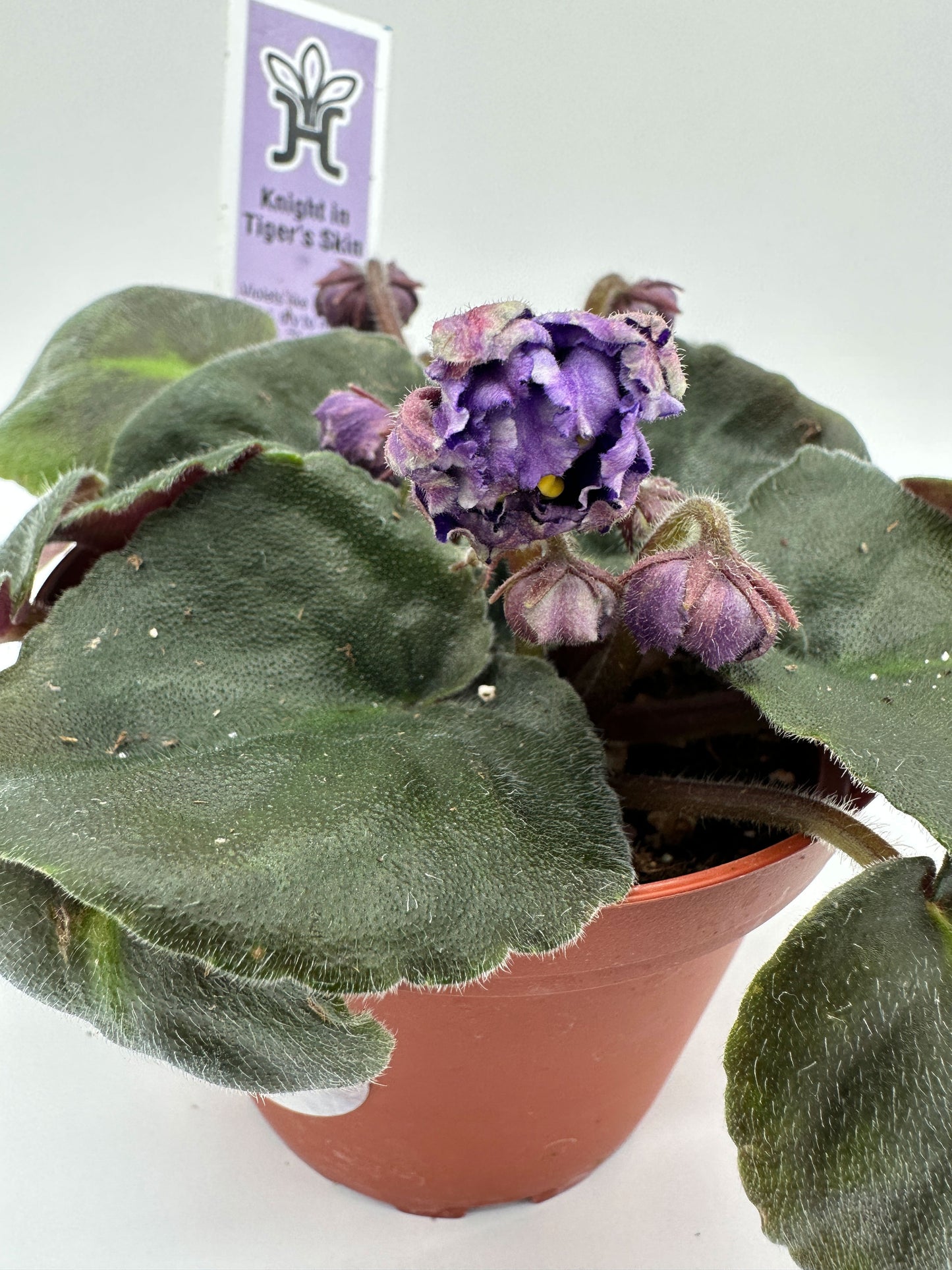 Knight In Tiger's Skin - Live African Violet 4"