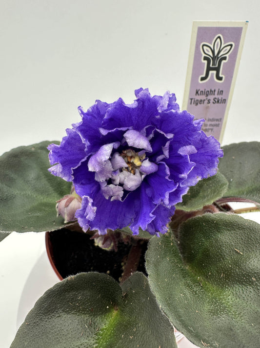 Knight In Tiger's Skin - Live African Violet 4"