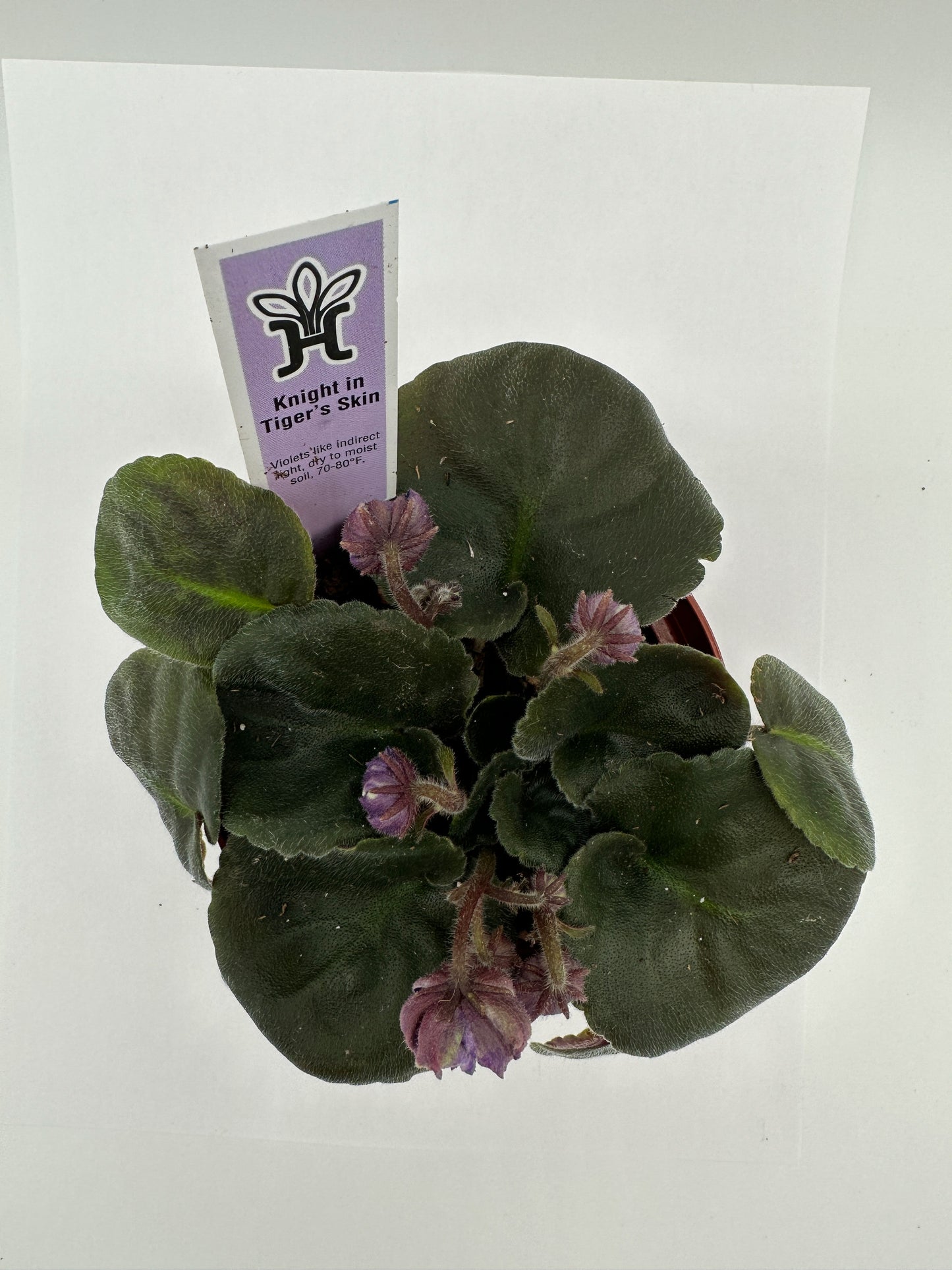 Knight In Tiger's Skin - Live African Violet 4"