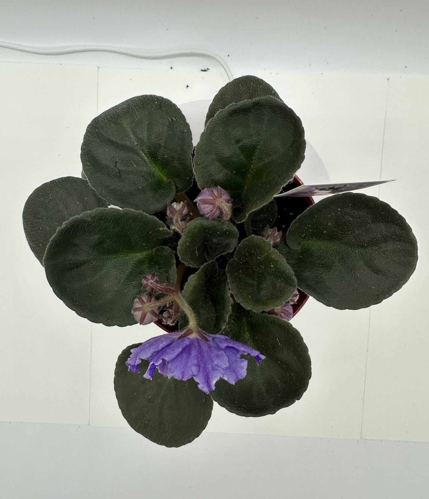 Knight In Tiger's Skin - Live African Violet 4"