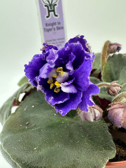 Knight In Tiger's Skin - Live African Violet 4"