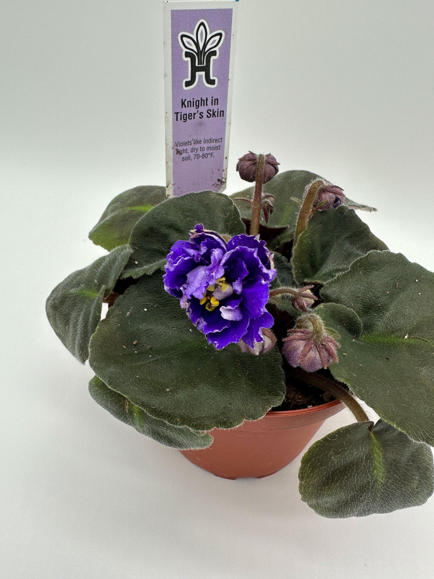 Knight In Tiger's Skin - Live African Violet 4"