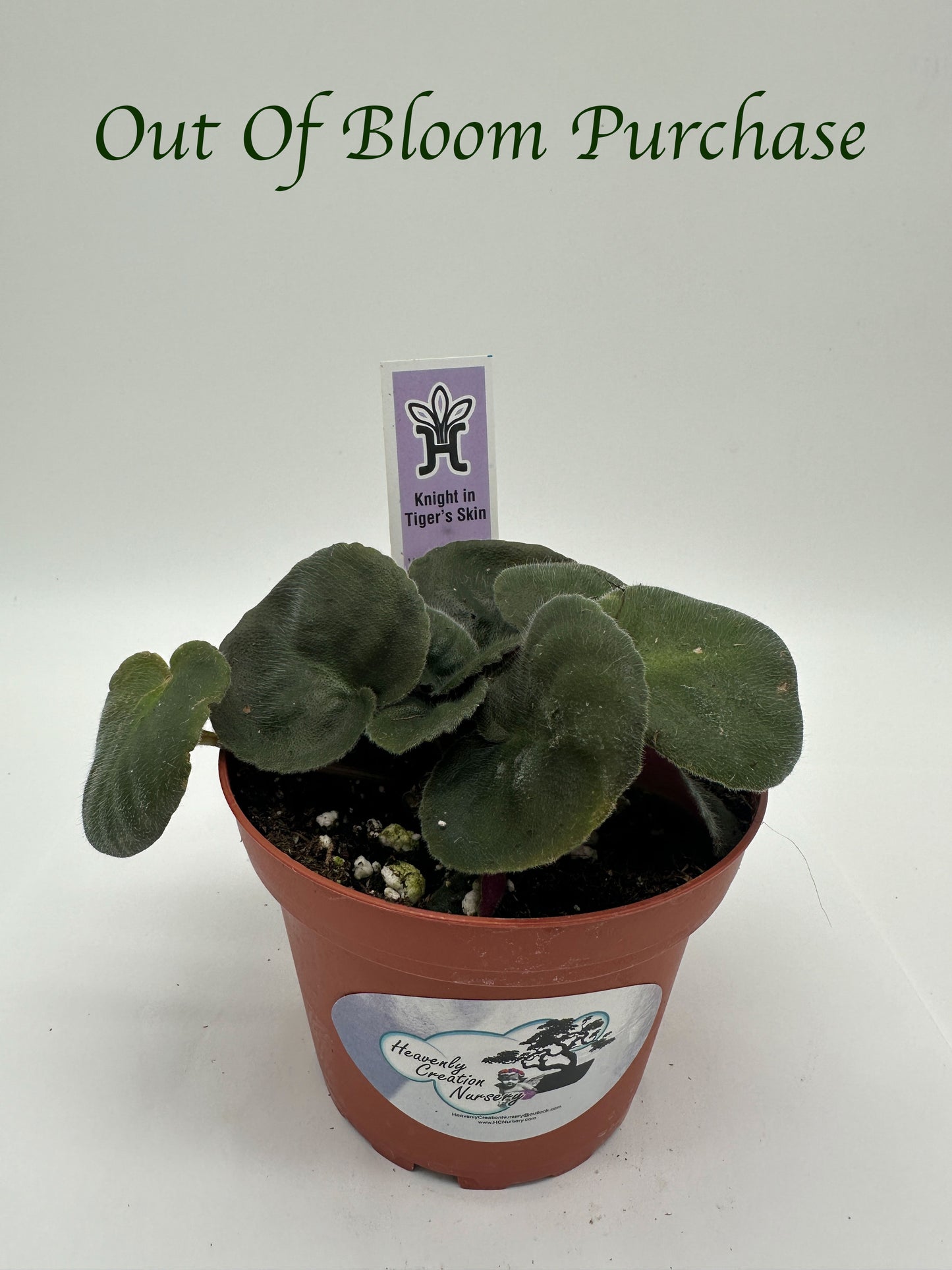 Knight In Tiger's Skin - Live African Violet 4"