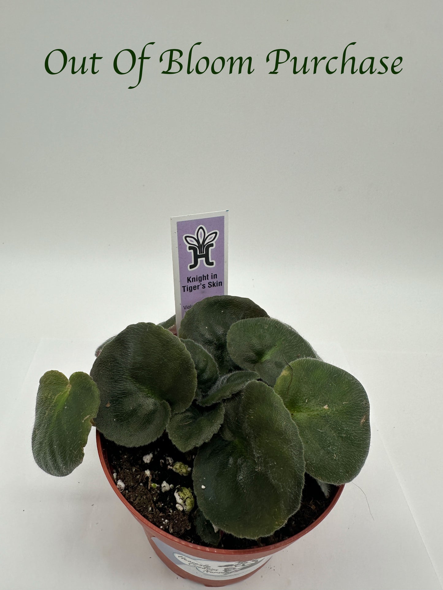 Knight In Tiger's Skin - Live African Violet 4"