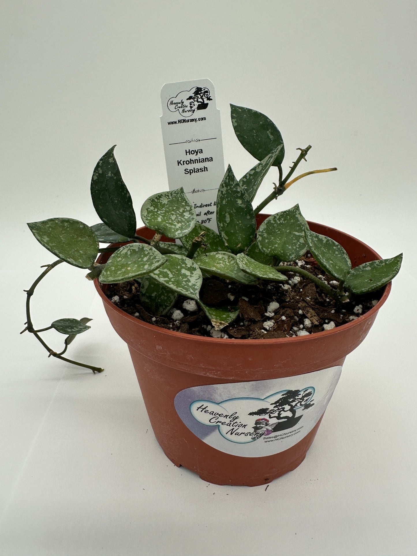 Krohniana Splash - Live Hoya 4"