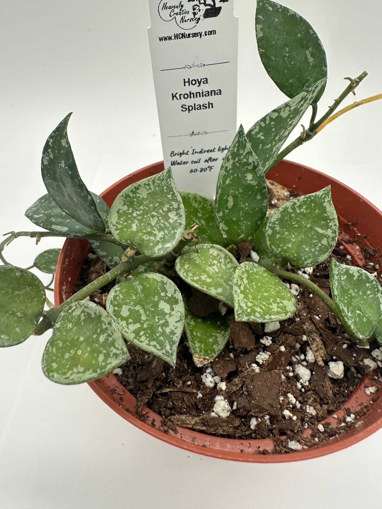 Krohniana Splash - Live Hoya 4"