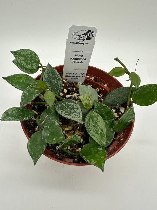 Krohniana Splash - Live Hoya 4"