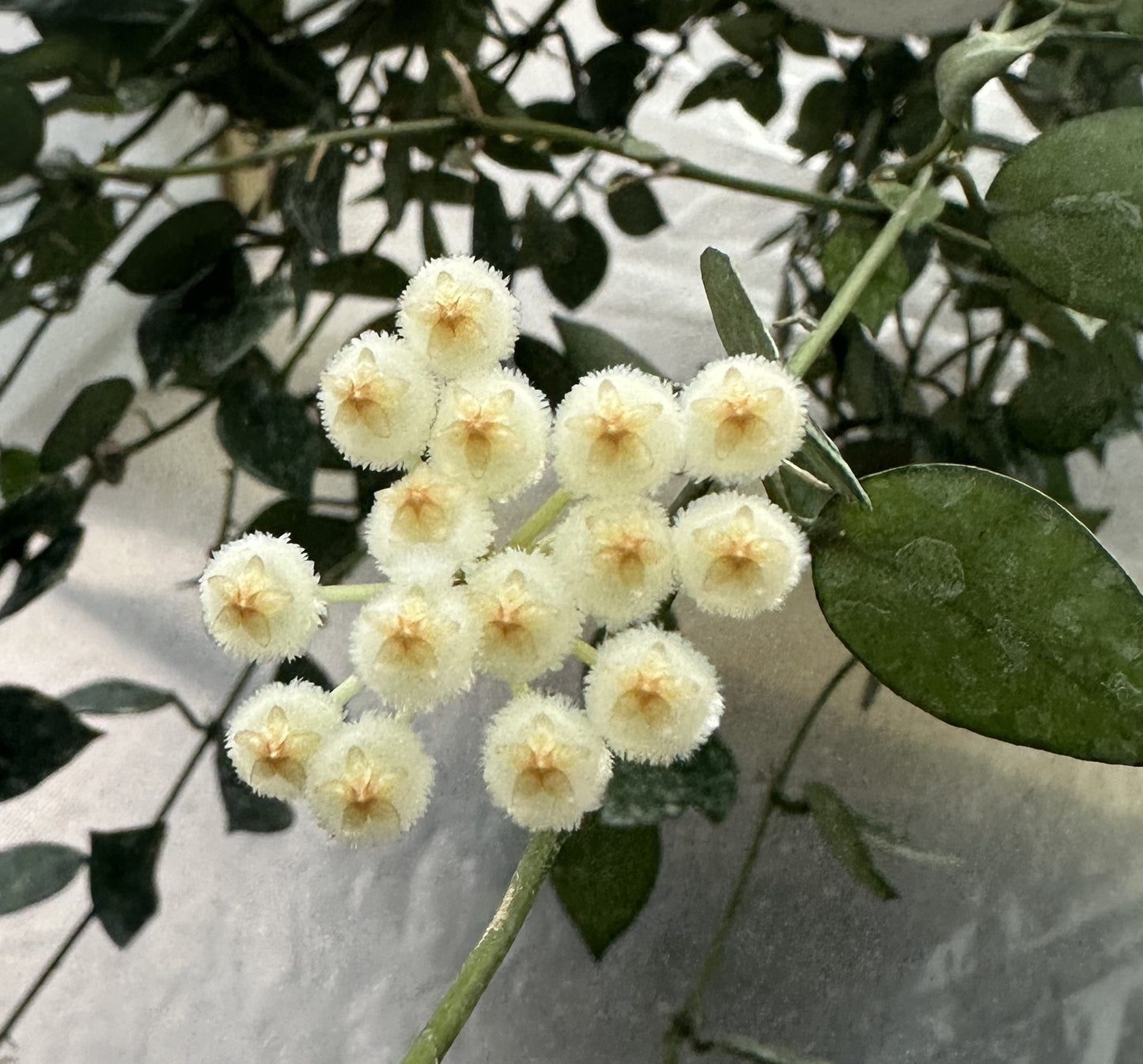 Krohniana Splash - Live Hoya 4"