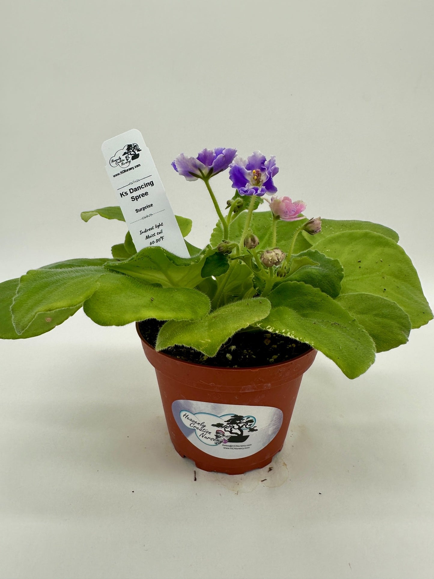 K's Dancing Spree - Surprise - Live African Violet 4"