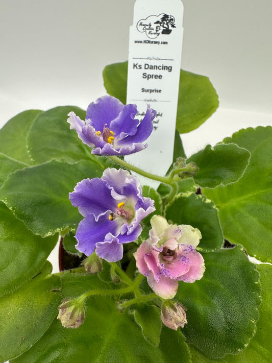 K's Dancing Spree - Surprise - Live African Violet 4"