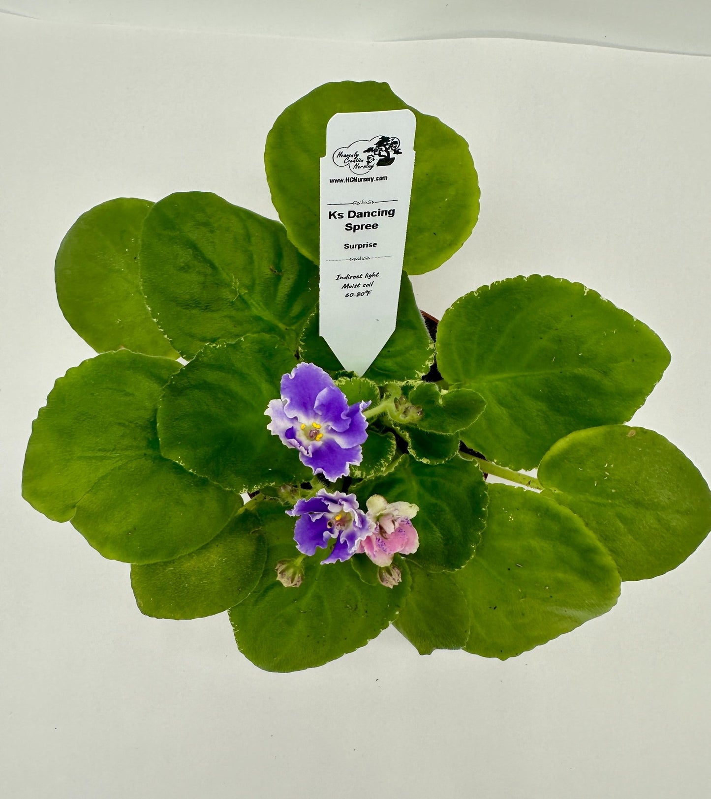 K's Dancing Spree - Surprise - Live African Violet 4"