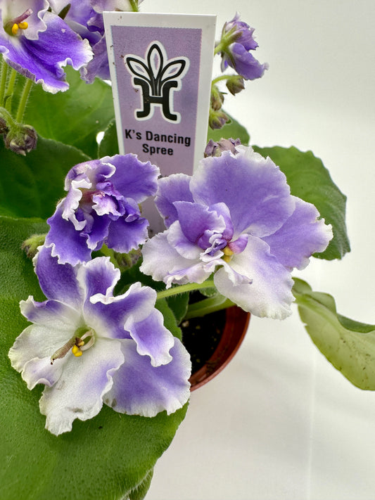 K's Dancing Spree - Blue/White Hybrid - Live African Violet 4"