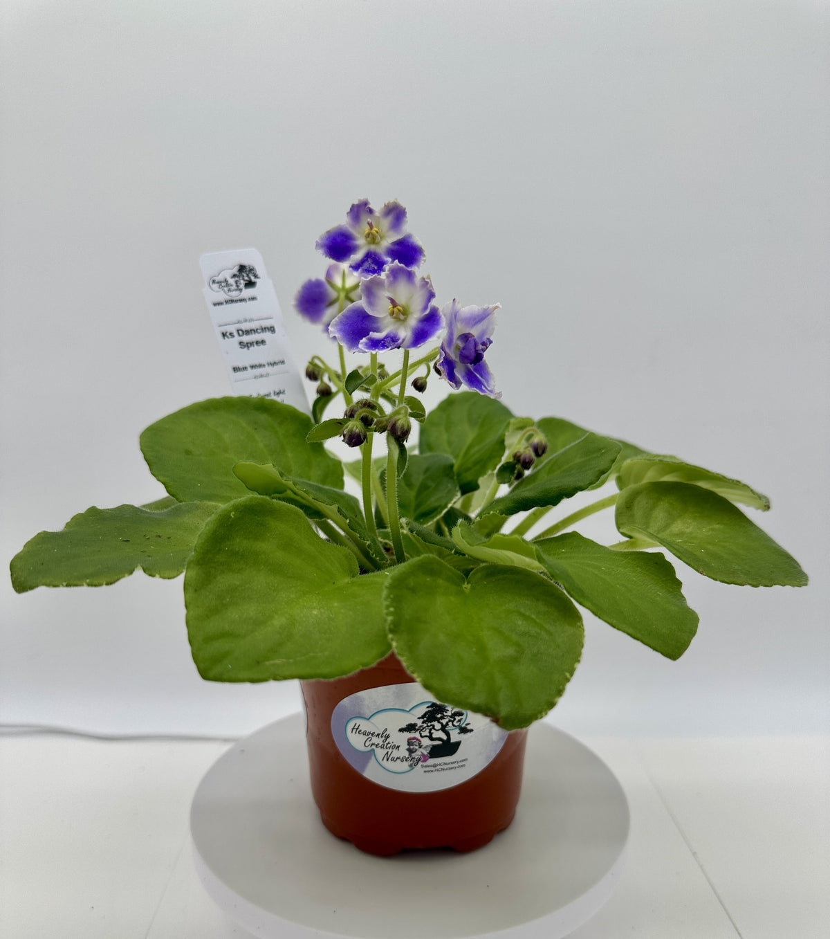 K's Dancing Spree - Blue/White Hybrid - Live African Violet 4"