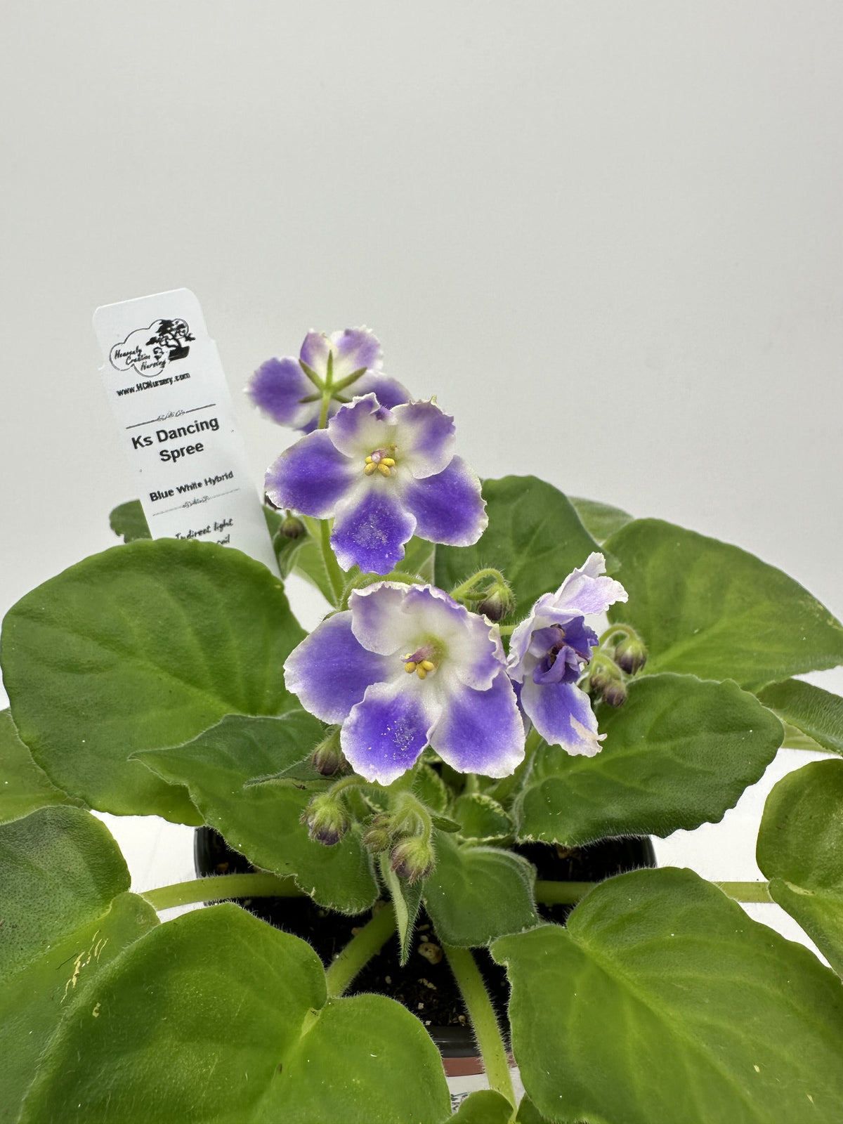 K's Dancing Spree - Blue/White Hybrid - Live African Violet 4"