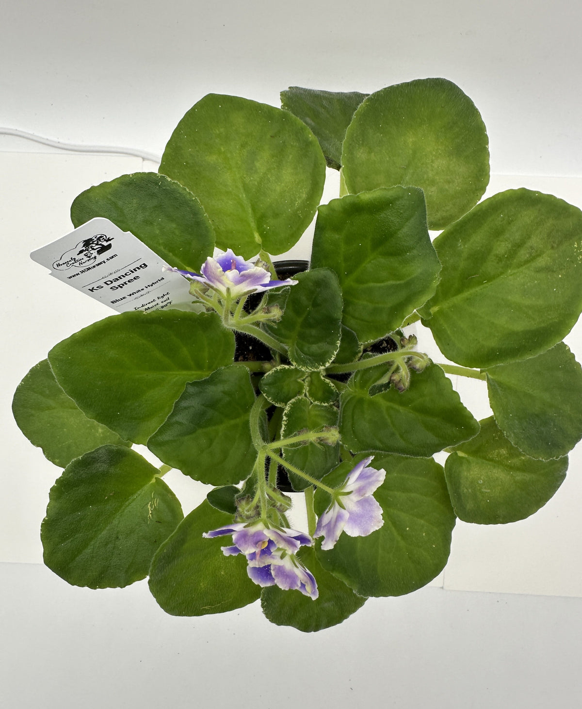 K's Dancing Spree - Blue/White Hybrid - Live African Violet 4"
