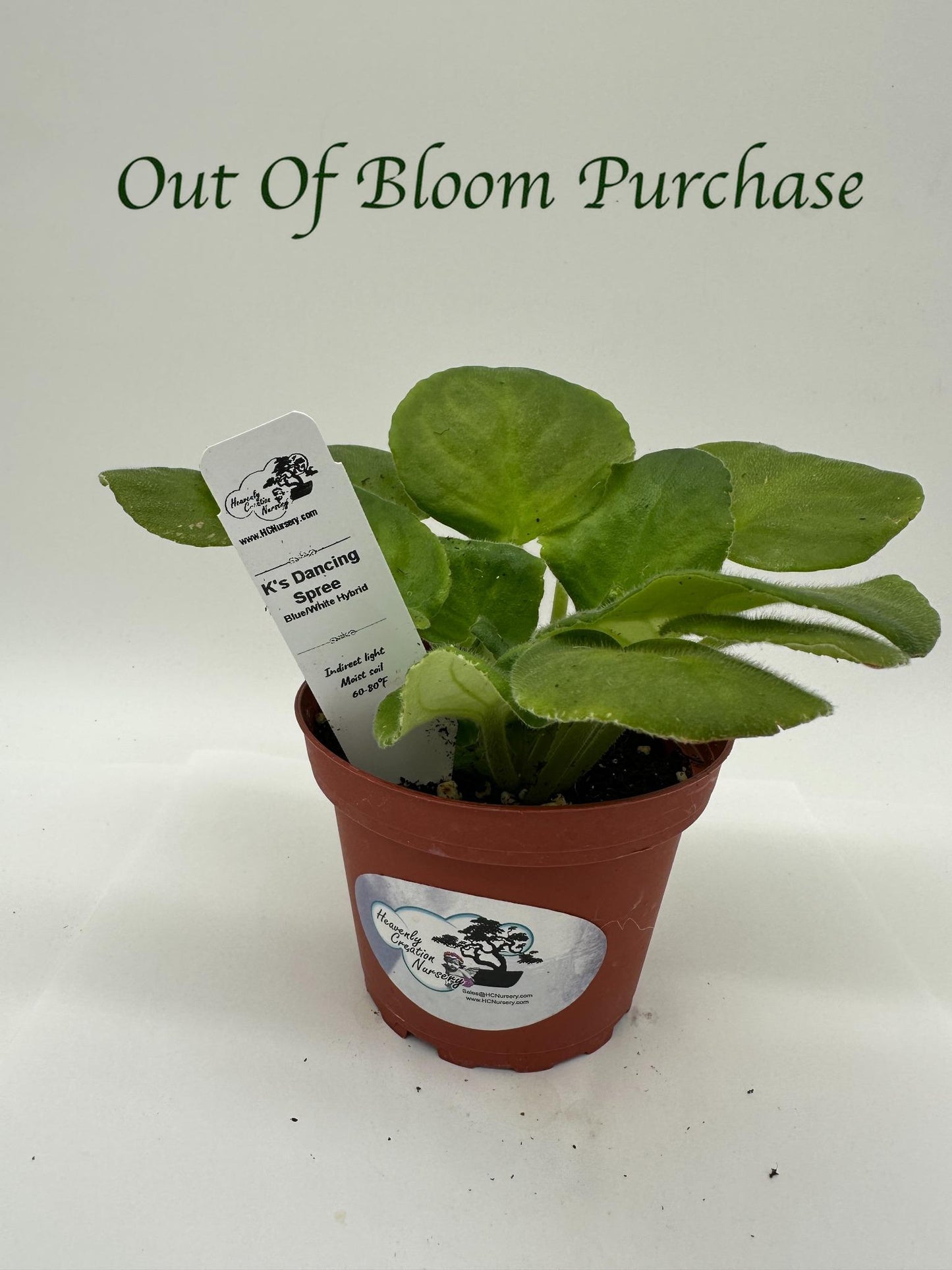 K's Dancing Spree - Blue/White Hybrid - Live African Violet 4"