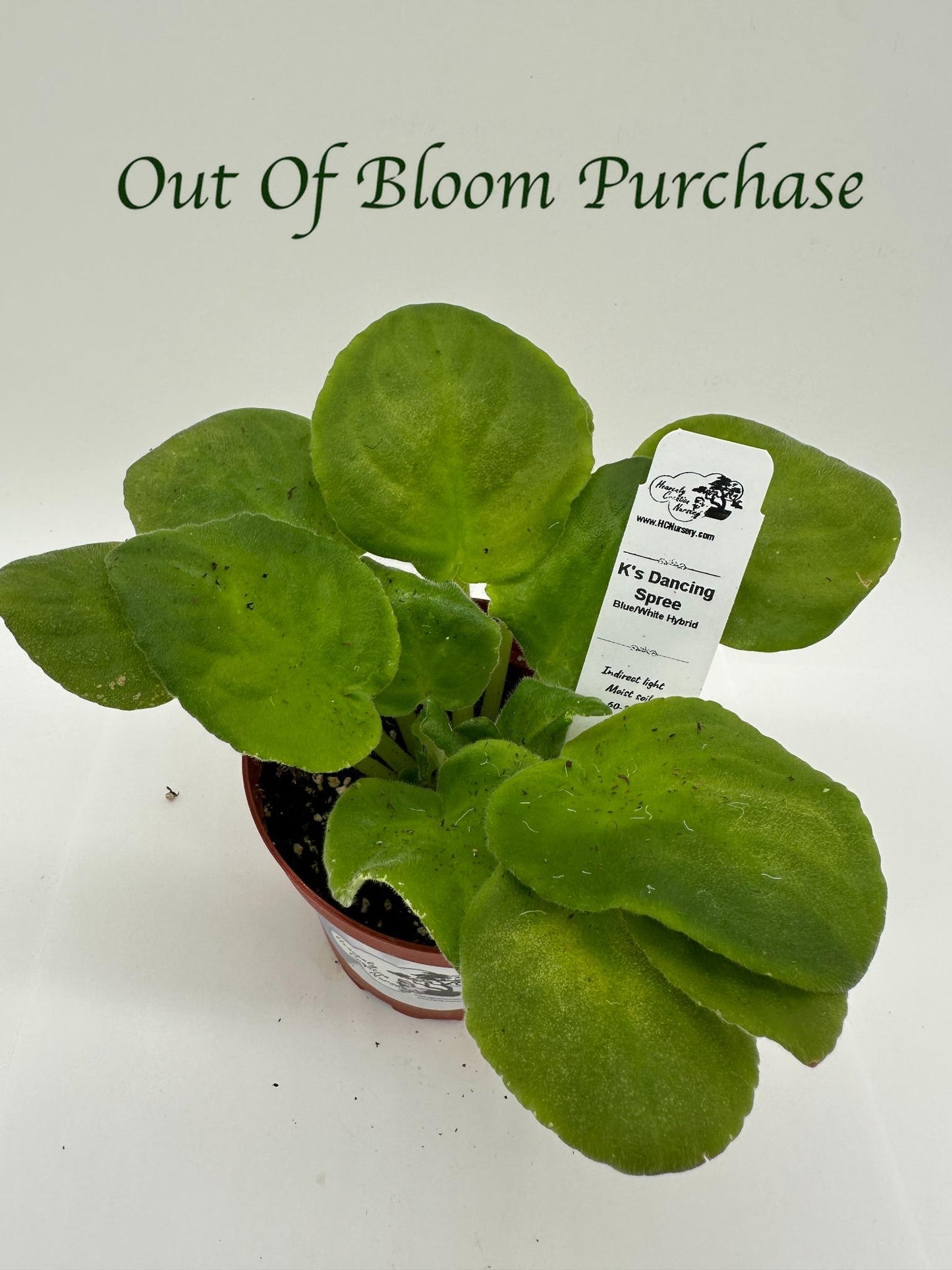 K's Dancing Spree - Blue/White Hybrid - Live African Violet 4"