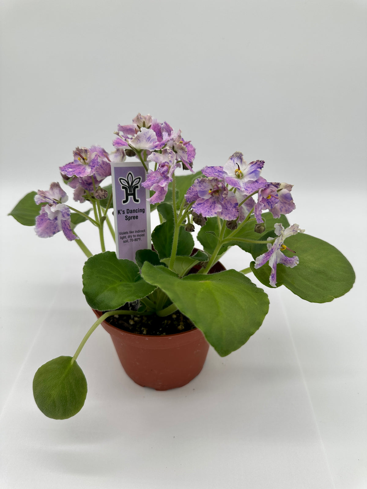 K's Dancing Spree - Live African Violet 4
