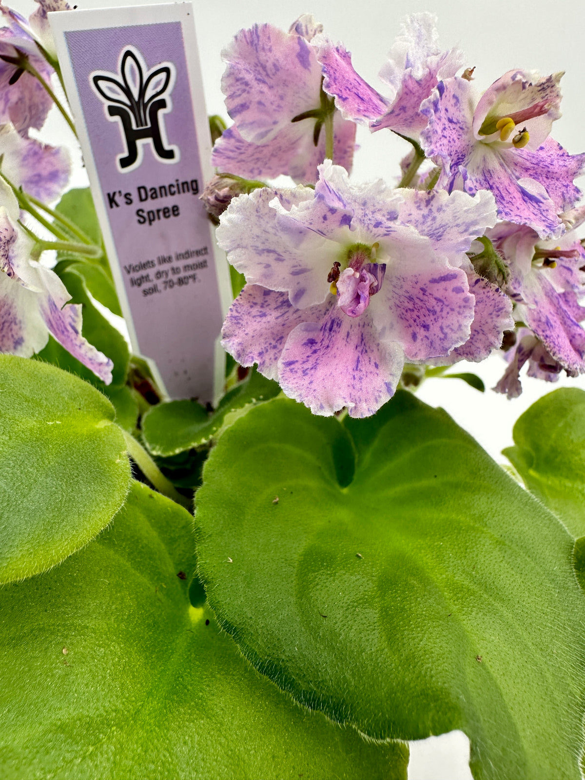 K's Dancing Spree - Live African Violet 4