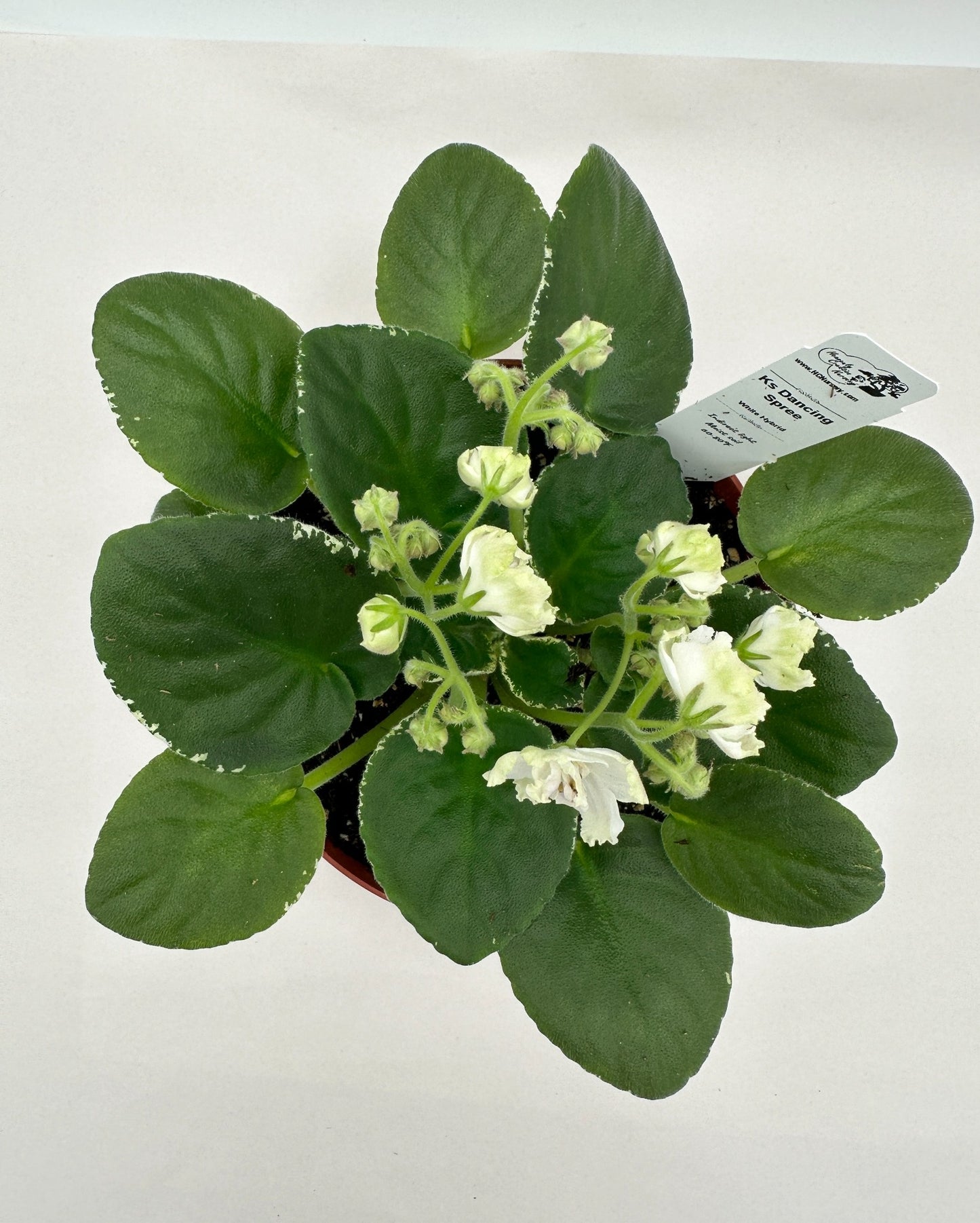 K's Dancing Spree - White Hybrid - Live African Violet 6"