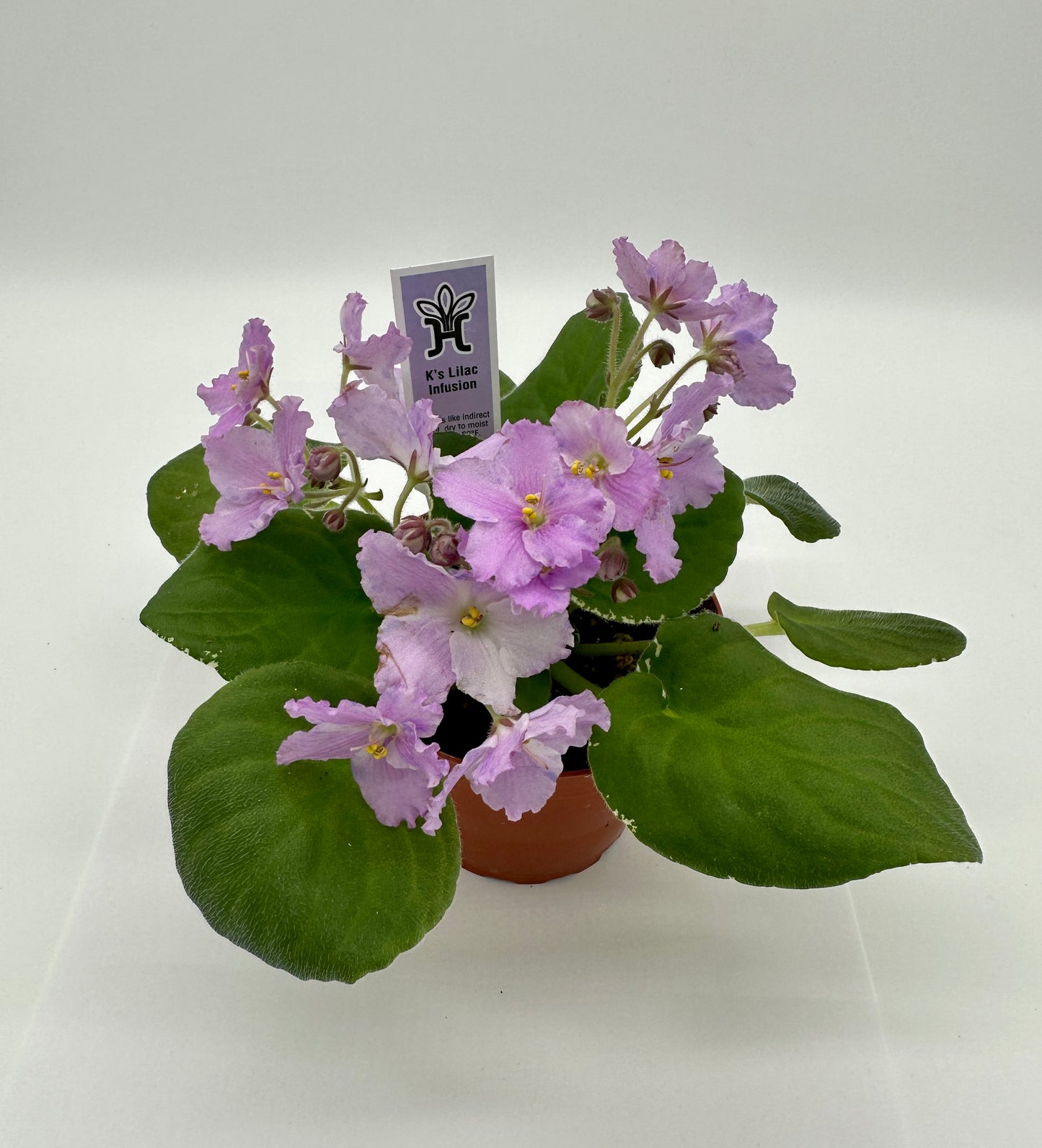 K's Lilac Infusion - Live African Violet 4"