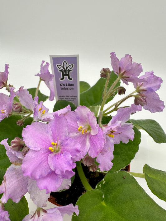 K's Lilac Infusion - Live African Violet 4"