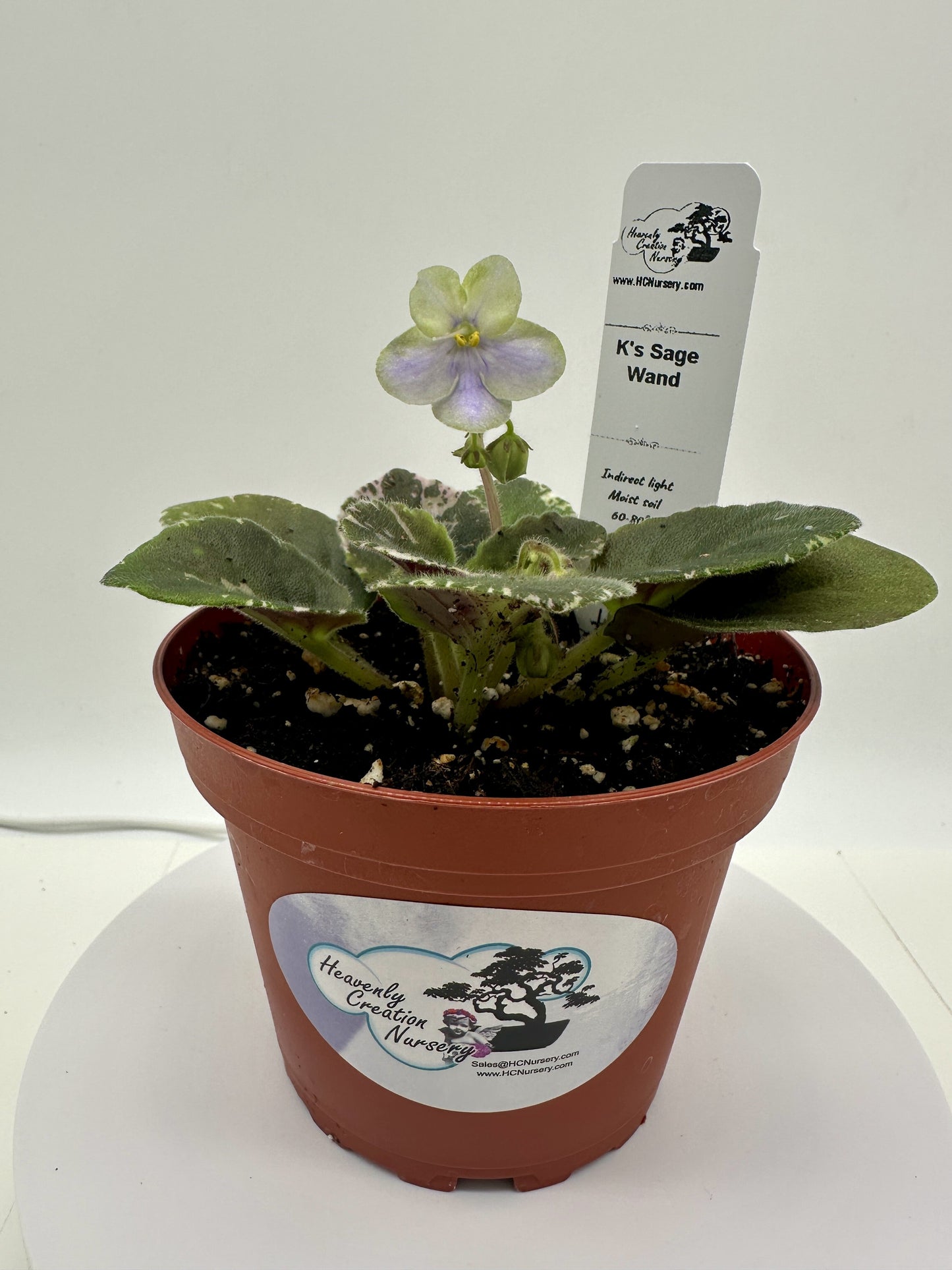 K's Sage Wand - Live African Violet 4"