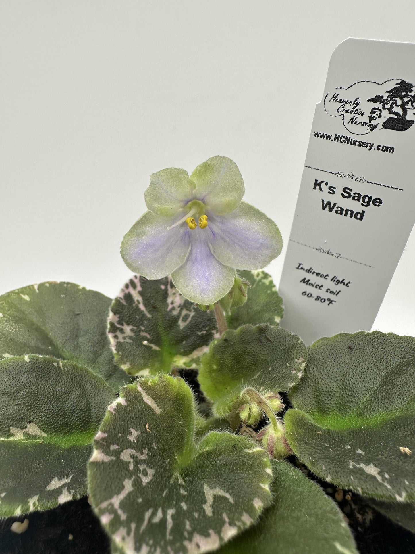 K's Sage Wand - Live African Violet 4"