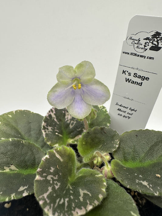 K's Sage Wand - Live African Violet 4"