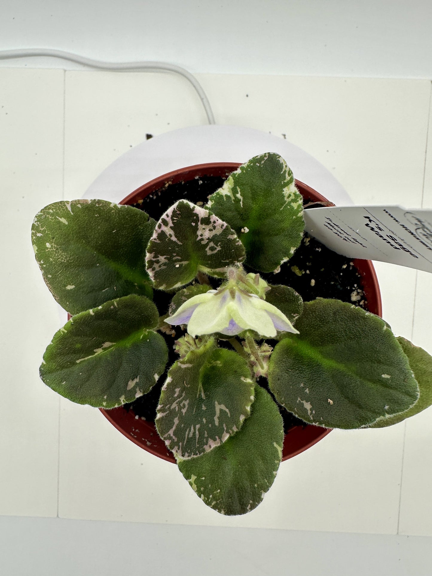 K's Sage Wand - Live African Violet 4"