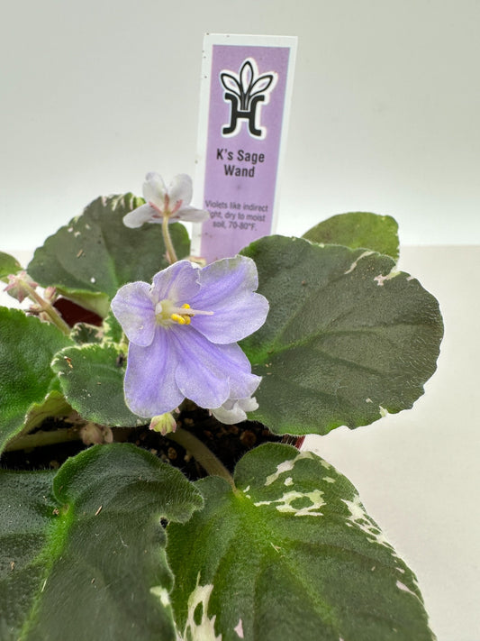 K's Sage Wand - Live African Violet 4"