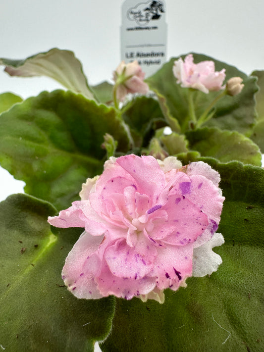 LE Aisedora - Pink Hybrid - Live African Violet 4"