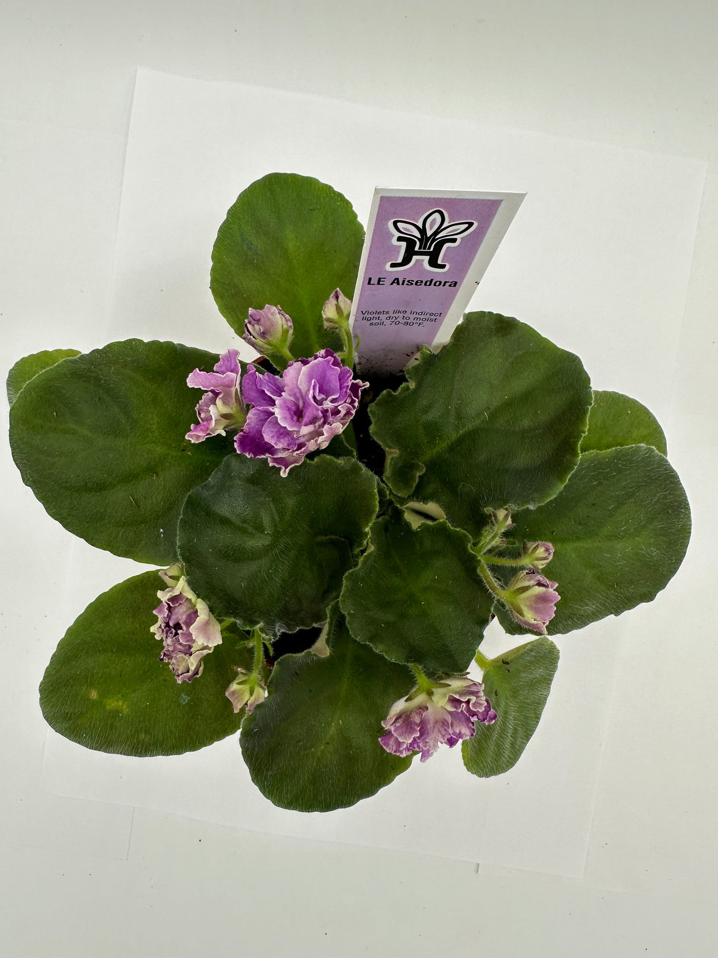 LE Aisedora - Live African Violet 4"