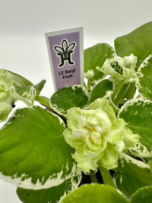 LE Beryl Frost - Live African Violet 4"