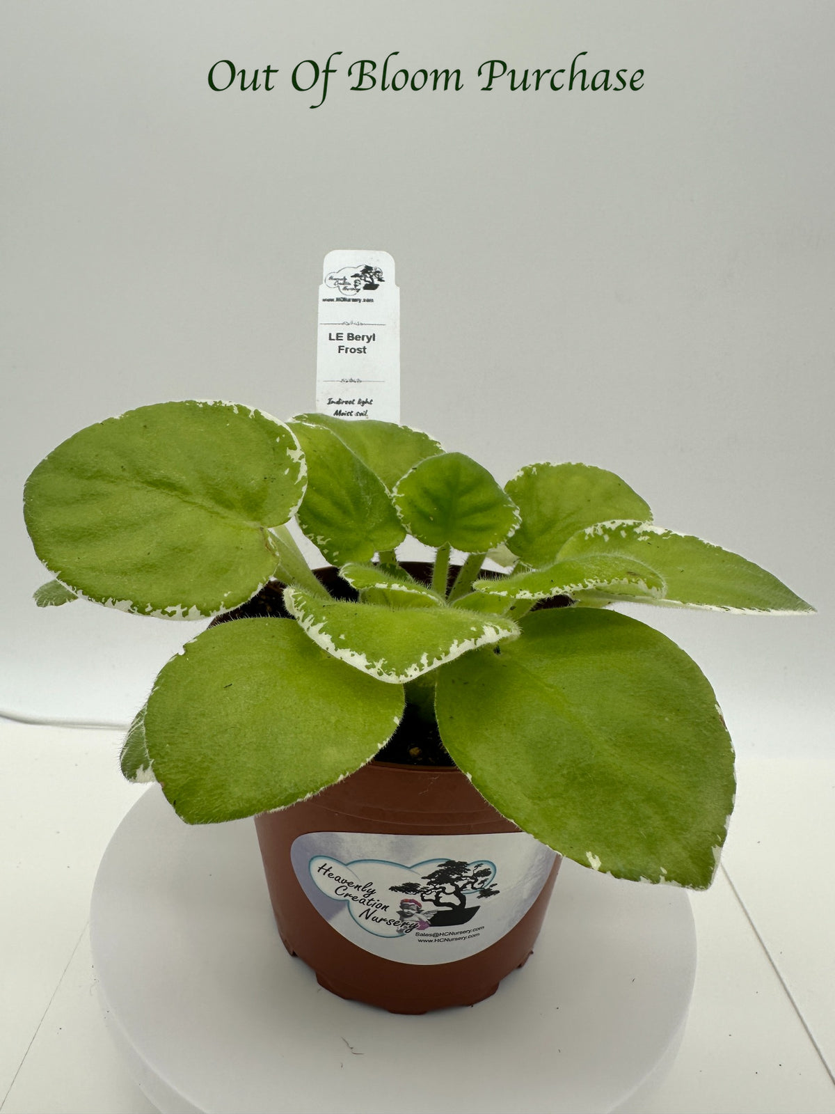 LE Beryl Frost - Live African Violet 4"