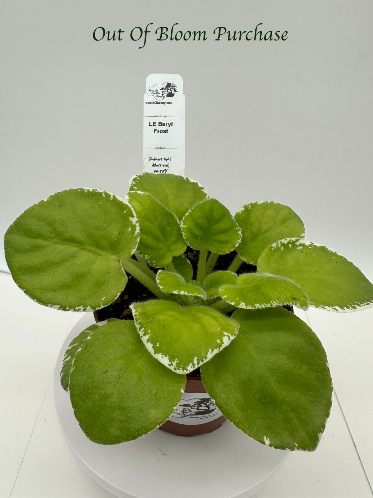 LE Beryl Frost - Live African Violet 4"