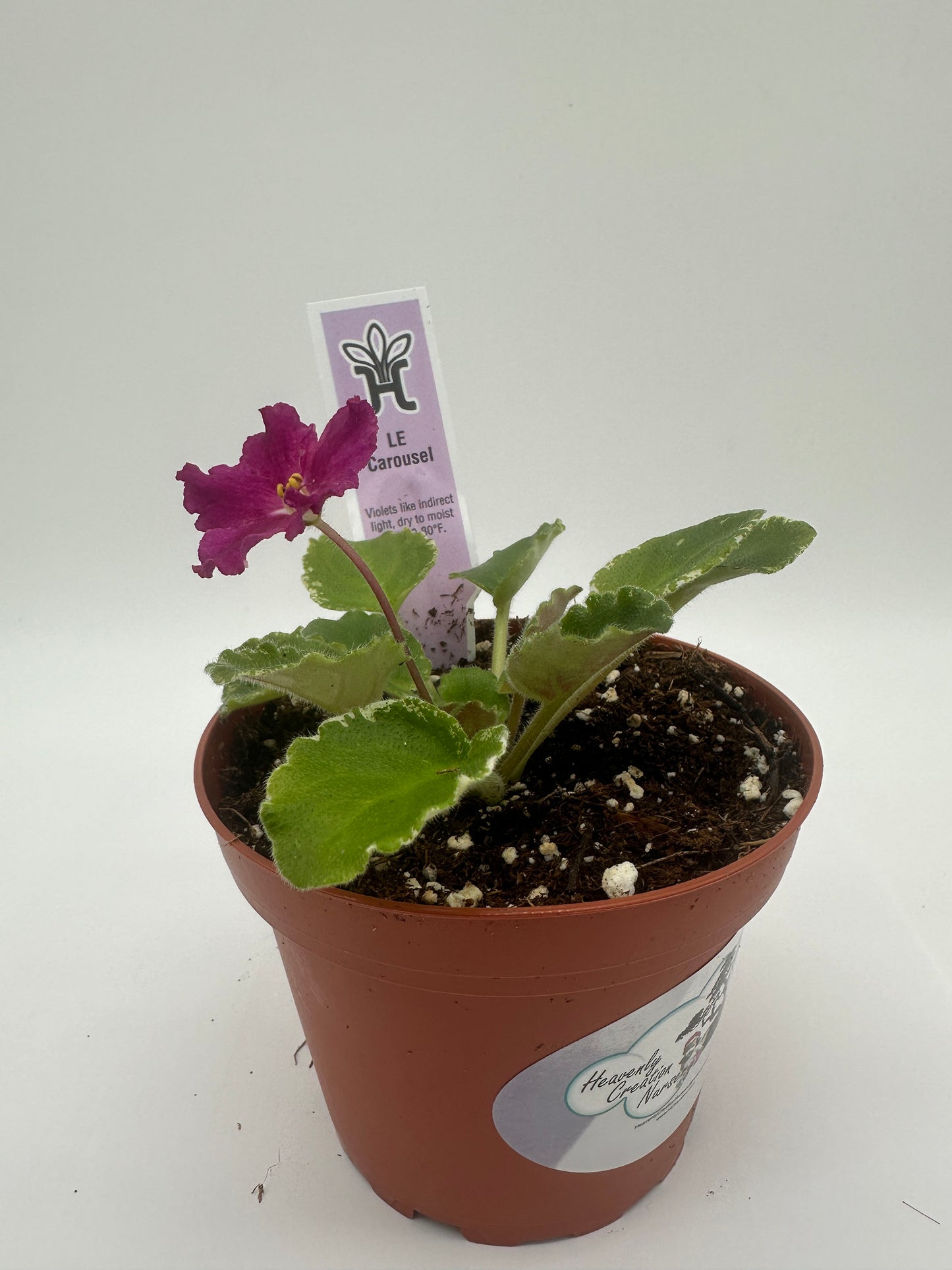 LE Carousel - Live African Violet 4"