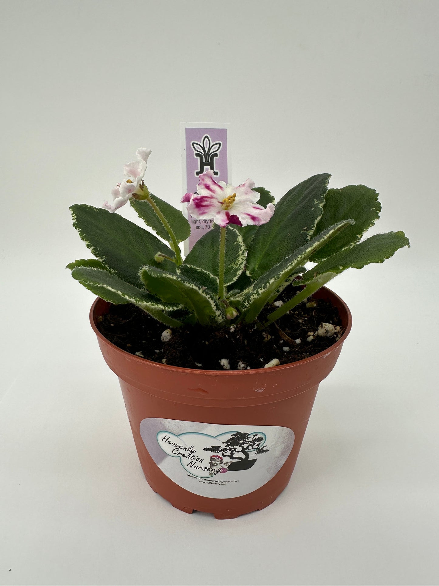 LE Carousel - Live African Violet 4"