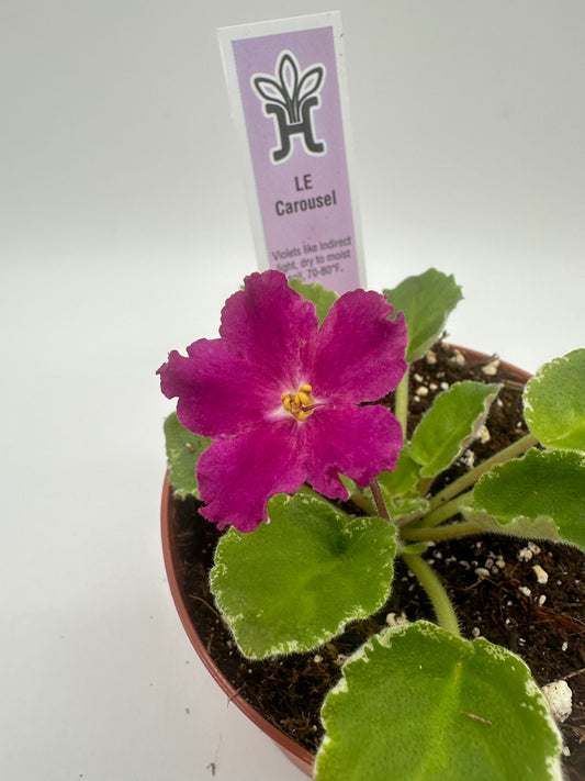 LE Carousel - Live African Violet 4"