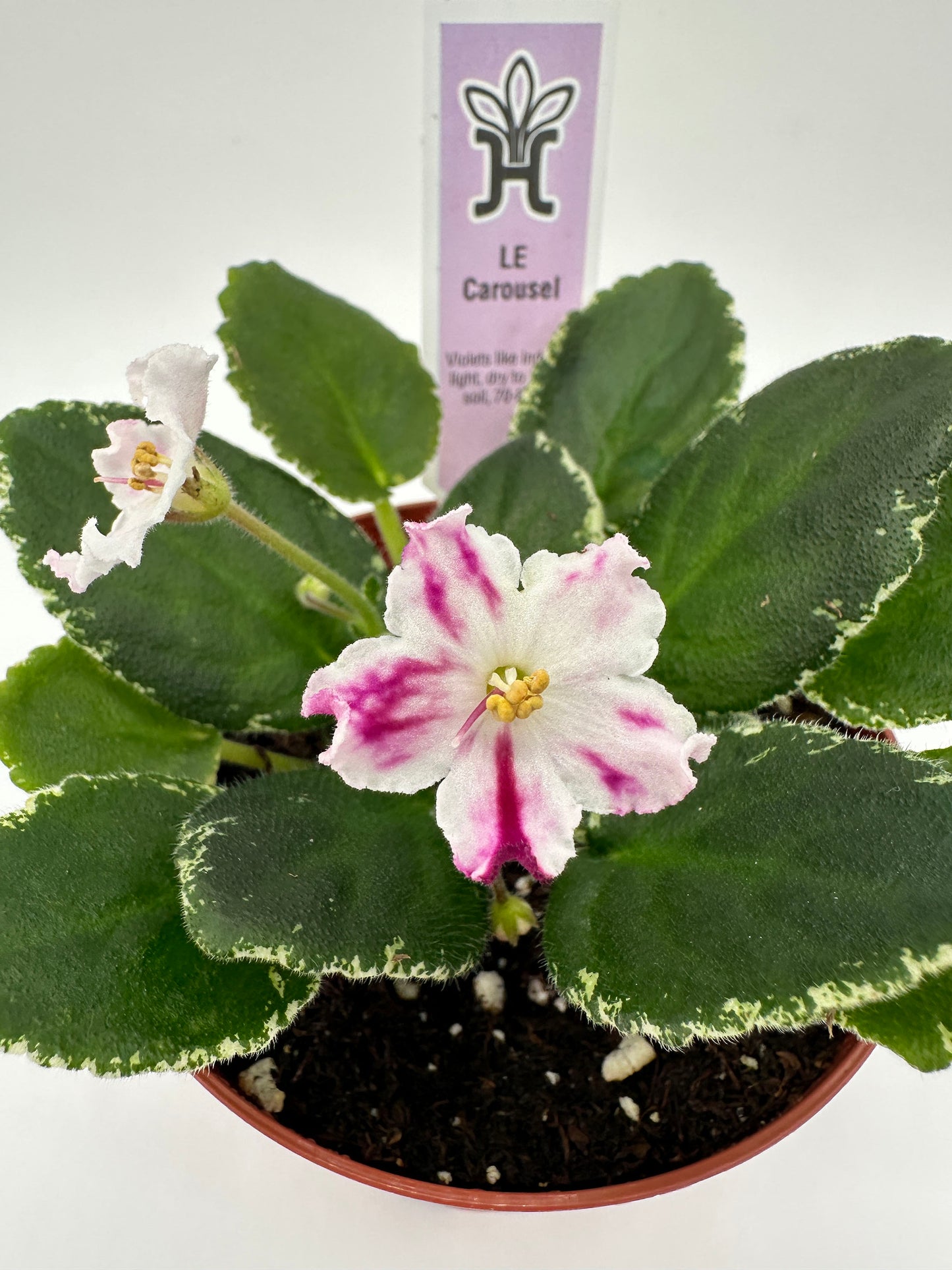 LE Carousel - Live African Violet 4"