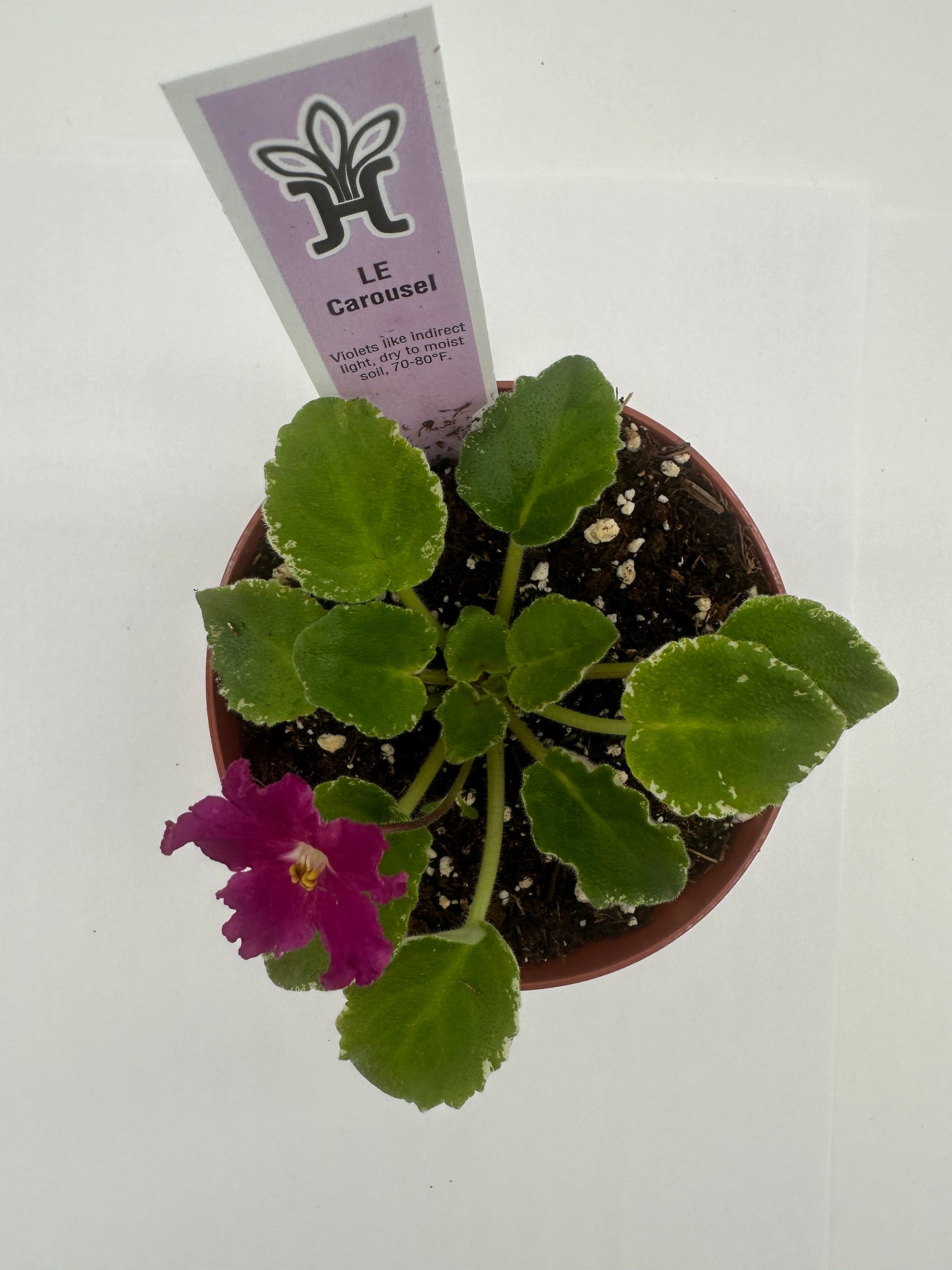 LE Carousel - Live African Violet 4"