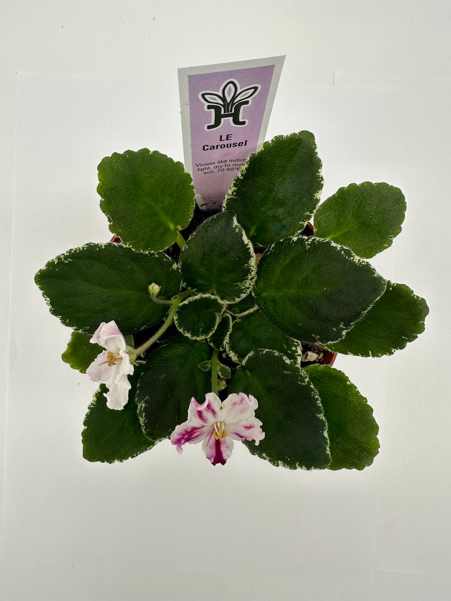 LE Carousel - Live African Violet 4"