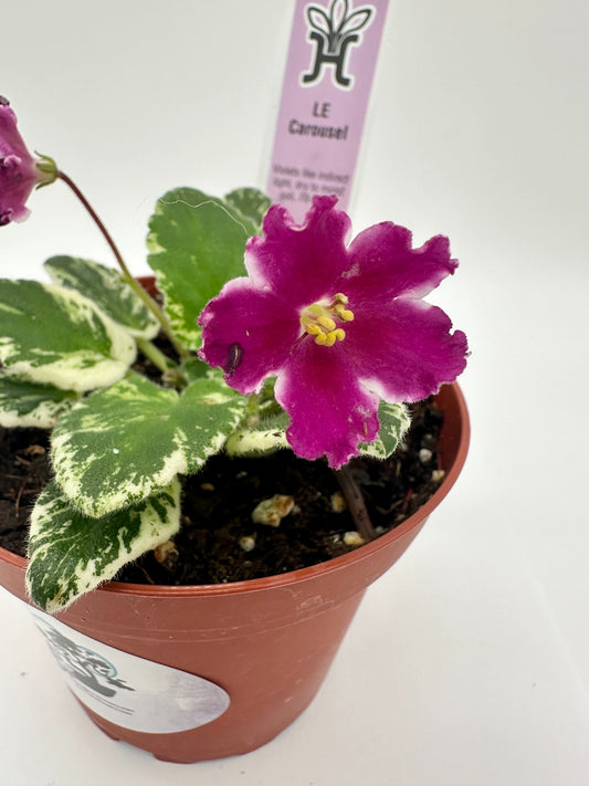 LE Carousel - Live African Violet 4"