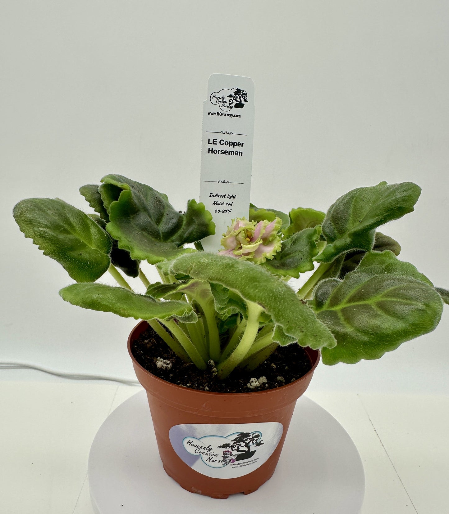 LE Copper Horseman - Live African Violet 4"