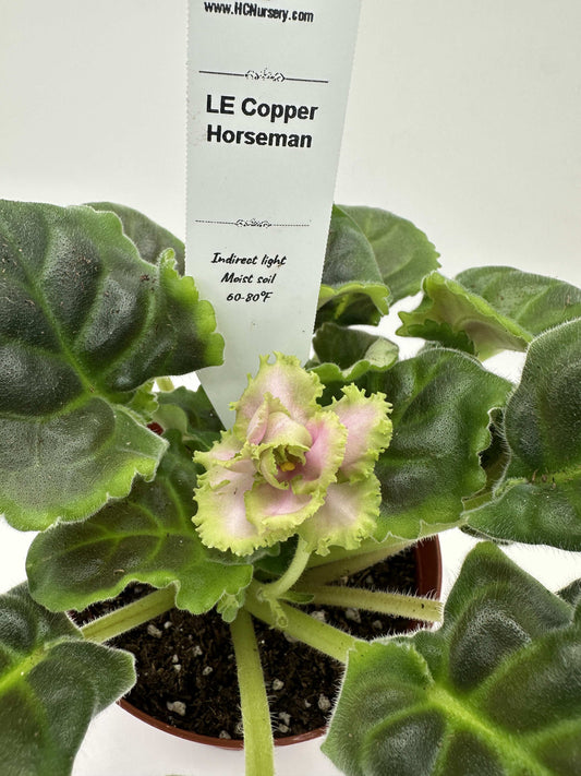 LE Copper Horseman - Live African Violet 4"