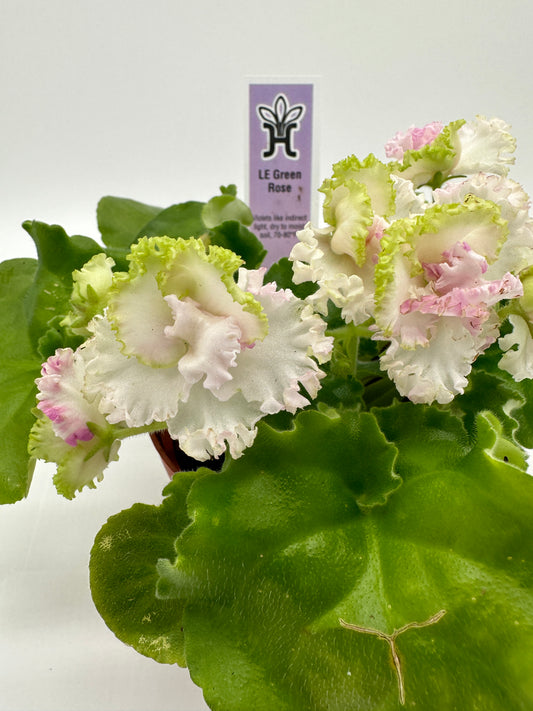 LE Green Rose - Live African Violet 4"